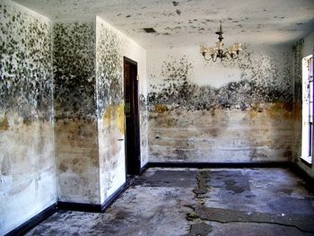 Bacteria and other contaminants can co-occur in water-damaged buildings